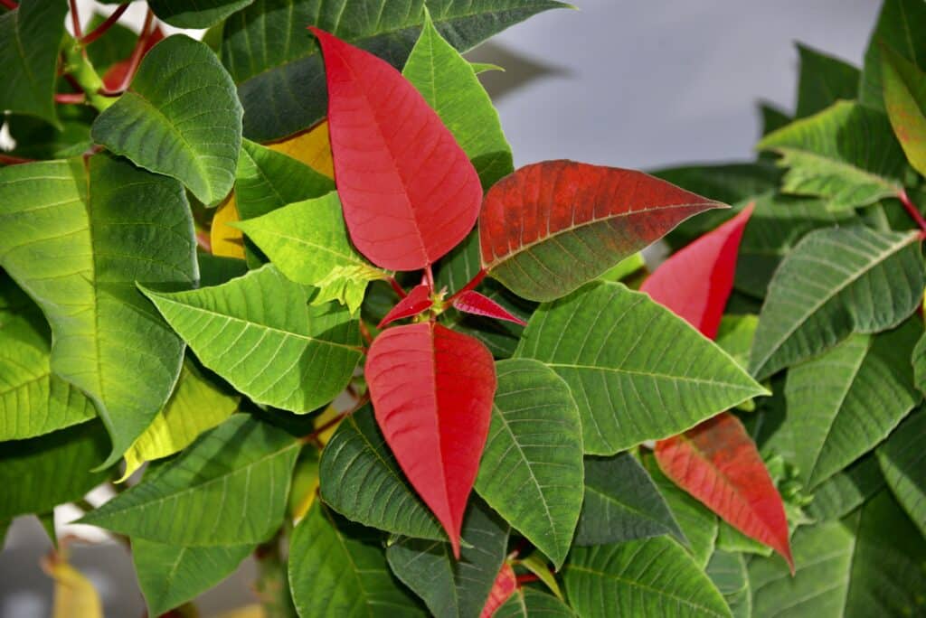 Red Green Poinsettia for Planting Low Maintenance Heirloom & GMO Free Seeds for Home Garden
 
 Sale