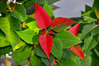 Red Green Poinsettia for Planting Low Maintenance Heirloom & GMO Free Seeds for Home Garden
 
 Sale