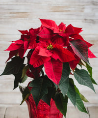 Green Poinsettia Perennial Flower seeds for Planting - Wildflower Mix, Heirloom & GMO Free Seeds for Home Garden