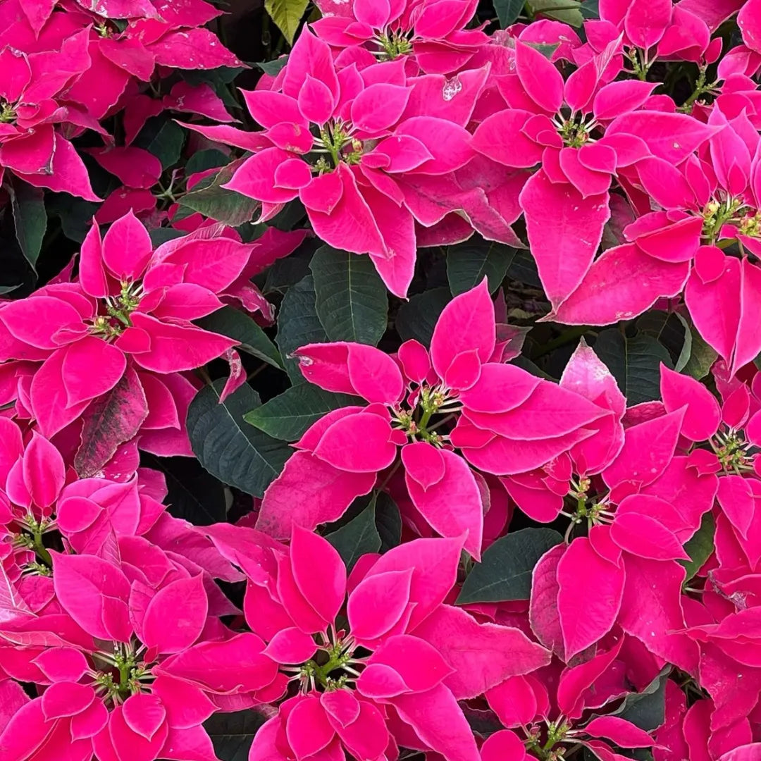 Poinsettia Euphorbia Flower seeds for Planting Pollinator Friendly Heirloom & GMO Free Seeds for Home Garden