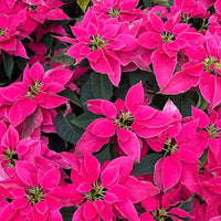 Poinsettia Euphorbia Flower seeds for Planting Pollinator Friendly Heirloom & GMO Free Seeds for Home Garden