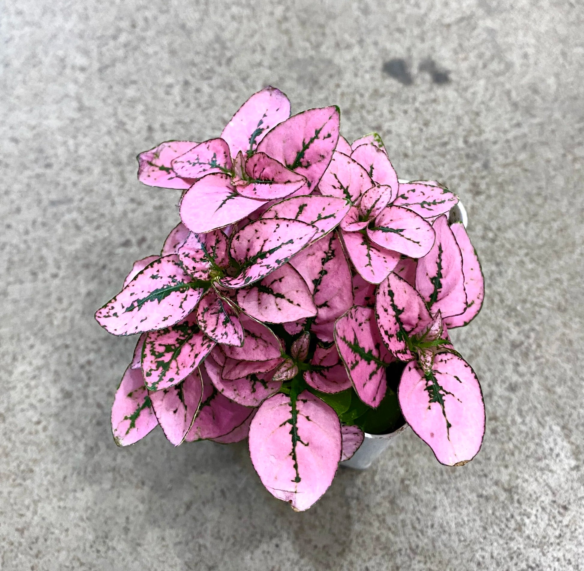 Pink Hypoestes Polka Flower seeds for Planting - Pollinator Friendly, Heirloom & GMO Free Seeds for Home Garden