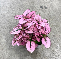 Pink Hypoestes Polka Flower seeds for Planting - Pollinator Friendly, Heirloom & GMO Free Seeds for Home Garden
