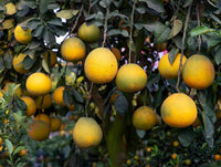 Yellow Mini Pummello Fruit Seeds for Planting