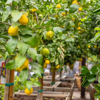 Ponderosa Lemon Tree Planting Seeds  Grow Your Own Citrus Indoors or Outdoors