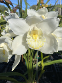 Cymbidium Maxillaria Goeringii Plant Seeds for Planting - Seeds for Elegant White Blooms in Your Garden