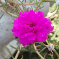 Pink Portulaca Grandiflora Seeds for Planting | Vibrant Annual Flowers