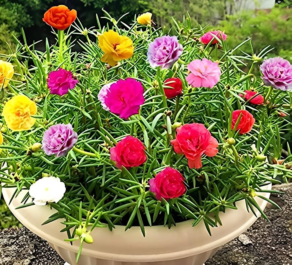 Portulaca flower seeds for planting