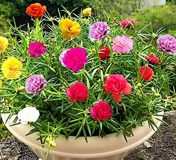 Portulaca flower seeds for planting
