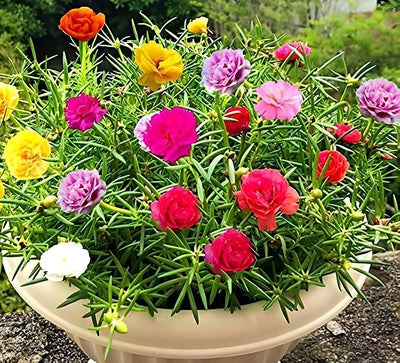 100 Pcs