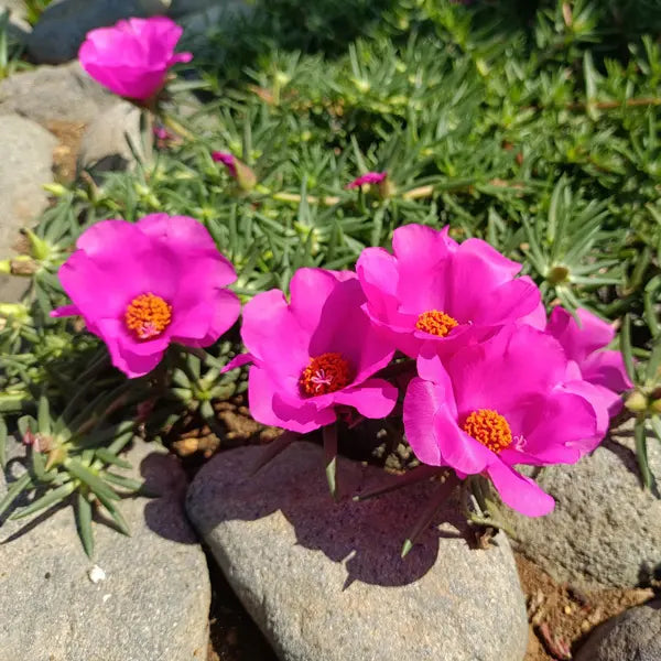 Pink Portulaca Flower seeds for Planting - Cut Flower Favorite, Heirloom & GMO Free Seeds for Home Garden