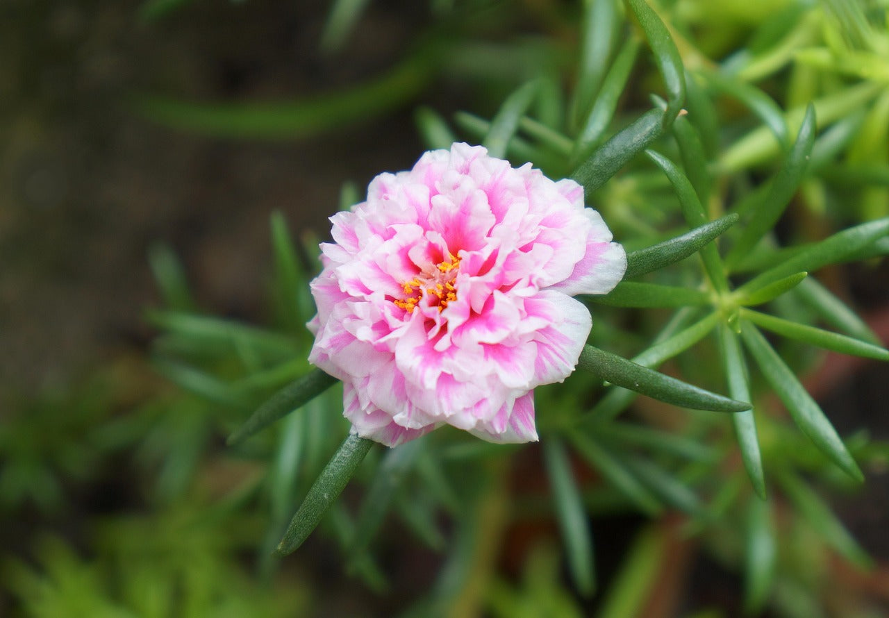 Non GMO Pink Portulaca Sundial seeds
