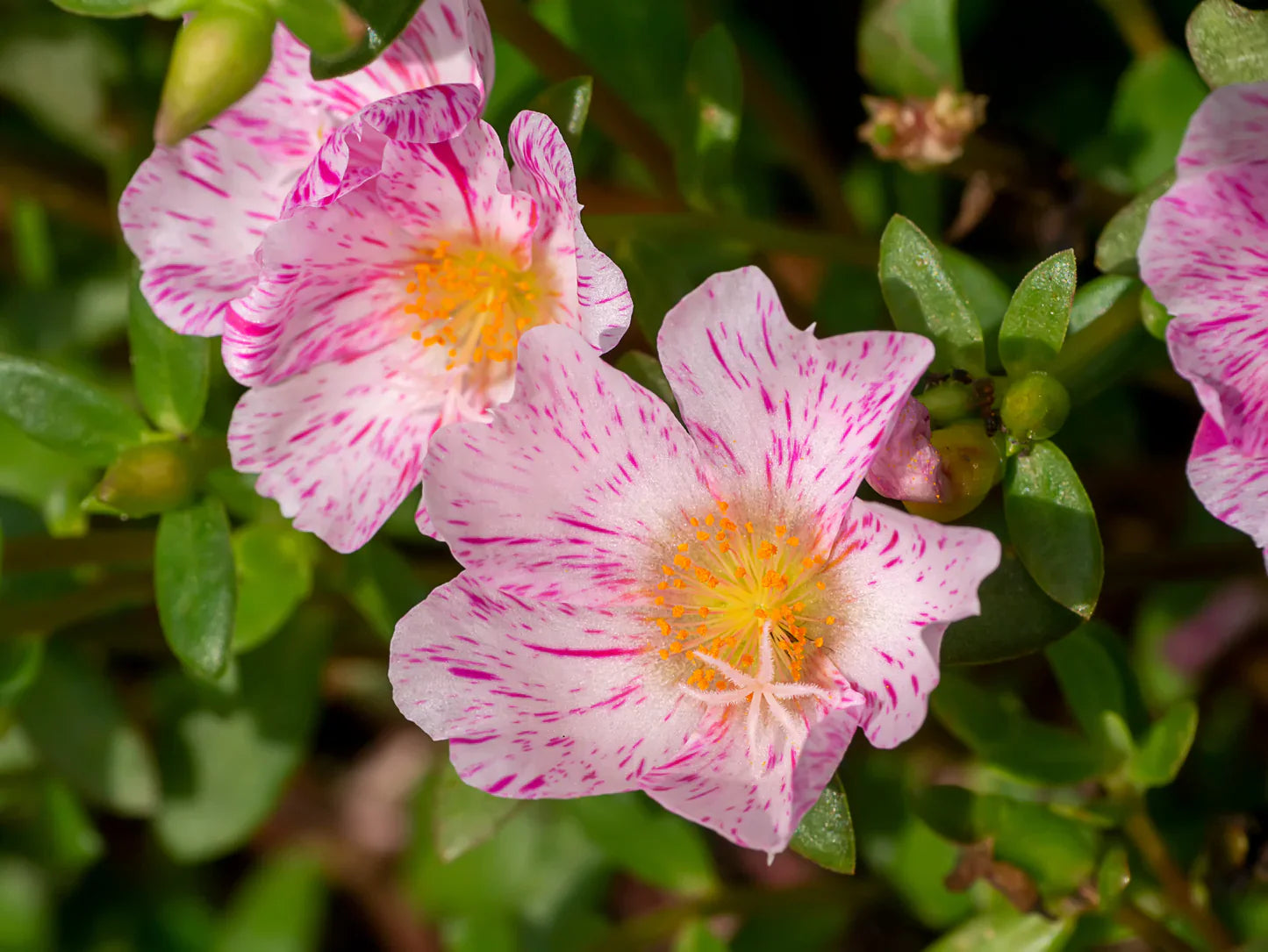 Pink Portulaca Sundial flowering seeds for gardens