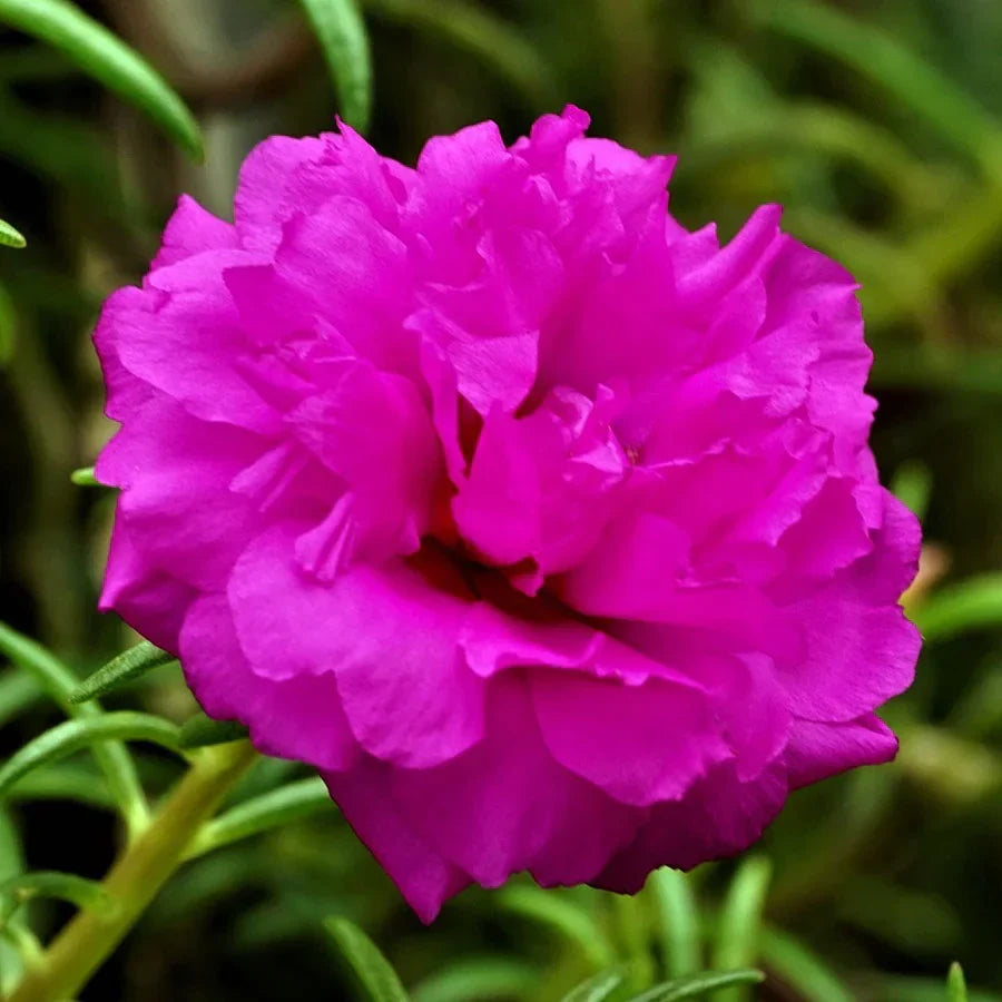 Purple Portulaca flowering seeds for gardens