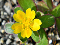 Oleracea Flower seeds for Planting - Perfect for Borders, Heirloom & GMO Free Seeds for Home Garden