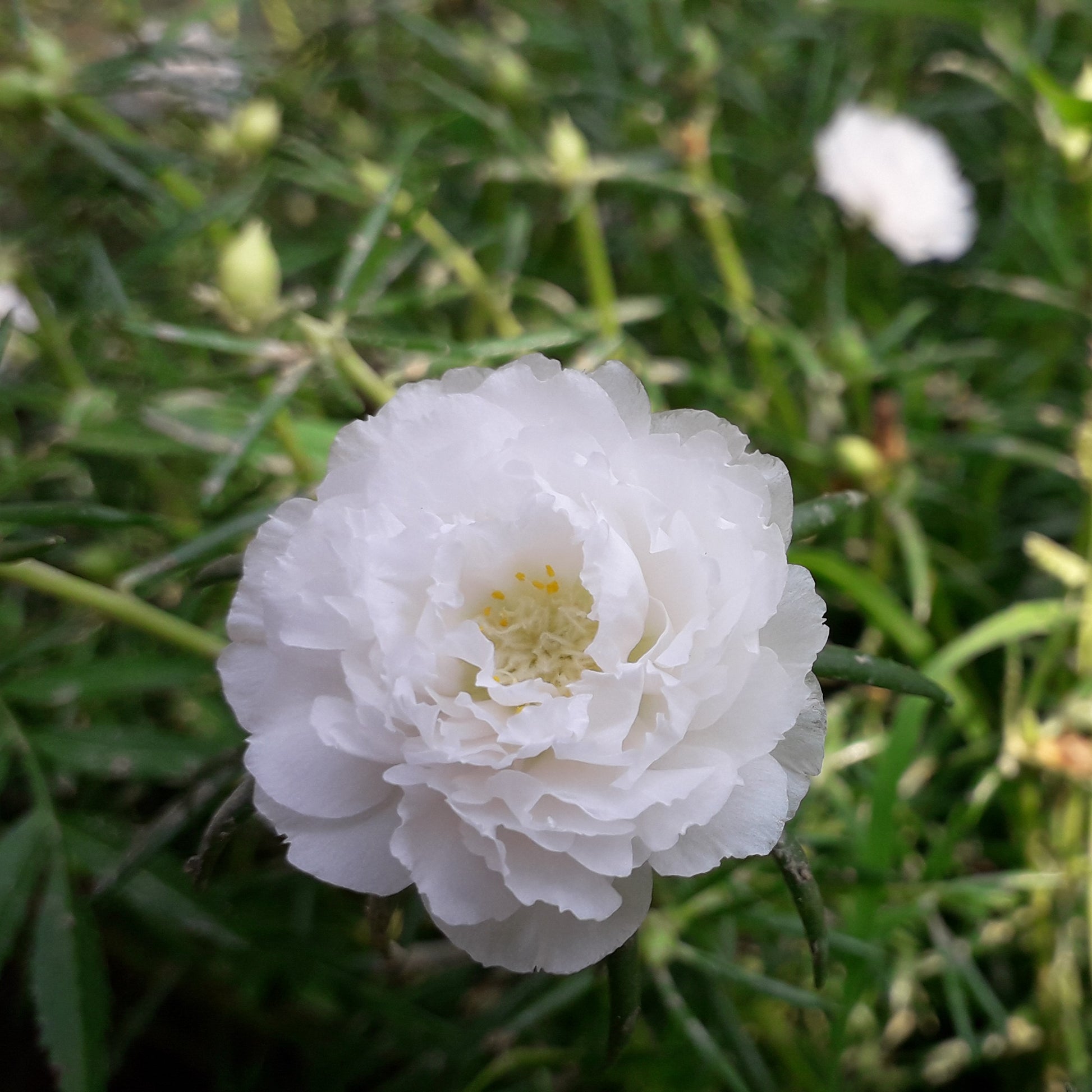 White MossRose Flower seeds for Planting Colorful Display Heirloom & GMO Free Seeds for Home Garden 
 
 Sale