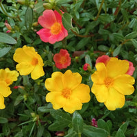 Mixed Portulaca Flower seeds for Planting - Colorful Display, Heirloom & GMO Free Seeds for Home Garden