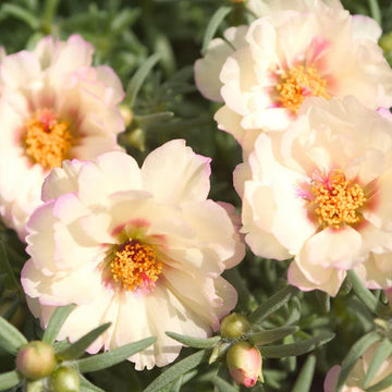 Cream Portulaca Flower seeds for Planting - Compact Growth, Heirloom & GMO Free Seeds for Home Garden
