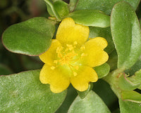 Oleracea Flower seeds for Planting - Perfect for Borders, Heirloom & GMO Free Seeds for Home Garden