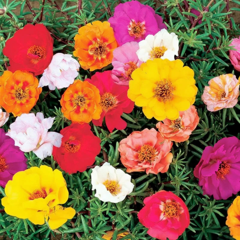 Grandiflora Flower seeds for Planting Drought Tolerant Heirloom & GMO Free Seeds for Home Garden 
 
 Sale
