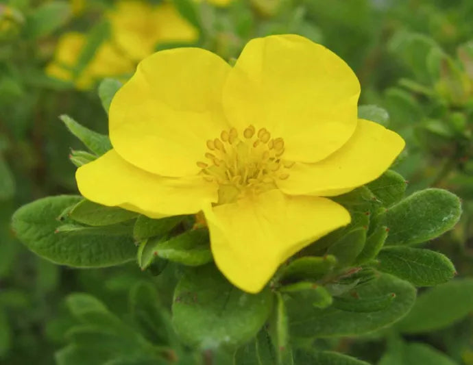 Yellow Cinquefoil Flower seeds for Planting - Easy to Grow, Heirloom & GMO Free Seeds for Home Garden