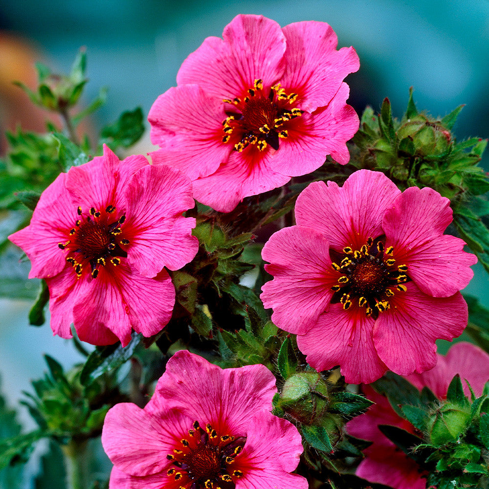 Pink Miss Willmott Flower seeds for Planting - Low Maintenance, Heirloom & GMO Free Seeds for Home Garden