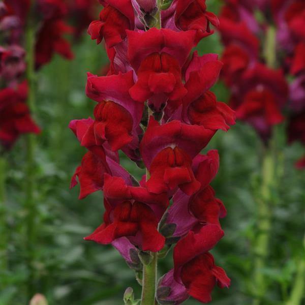 Light Red Antirrhinum Flower Seeds for Planting Cut Flower Favorite Heirloom & GMO Free Seeds for Home Garden
 
 Sale