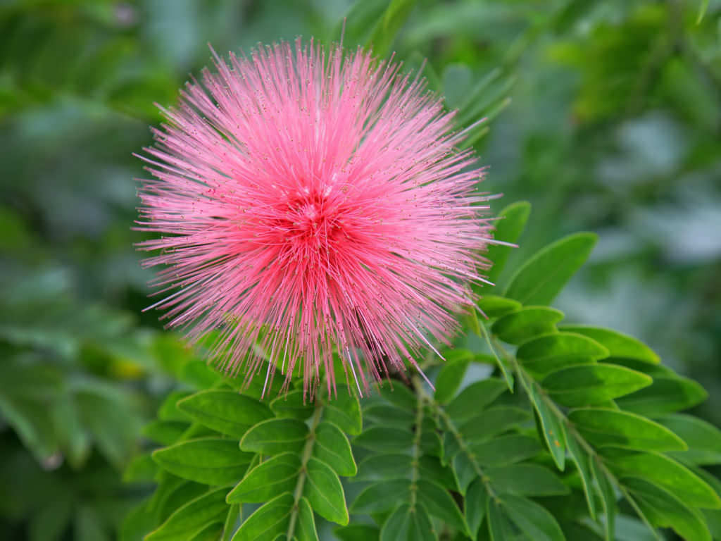 Powder Puff Plant Fresh Blooming Flower Seeds for Planting – Heirloom, Non-GMO, Drought Tolerant Garden Seeds