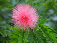 Powder Puff Plant Fresh Blooming Flower Seeds for Planting – Heirloom, Non-GMO, Drought Tolerant Garden Seeds