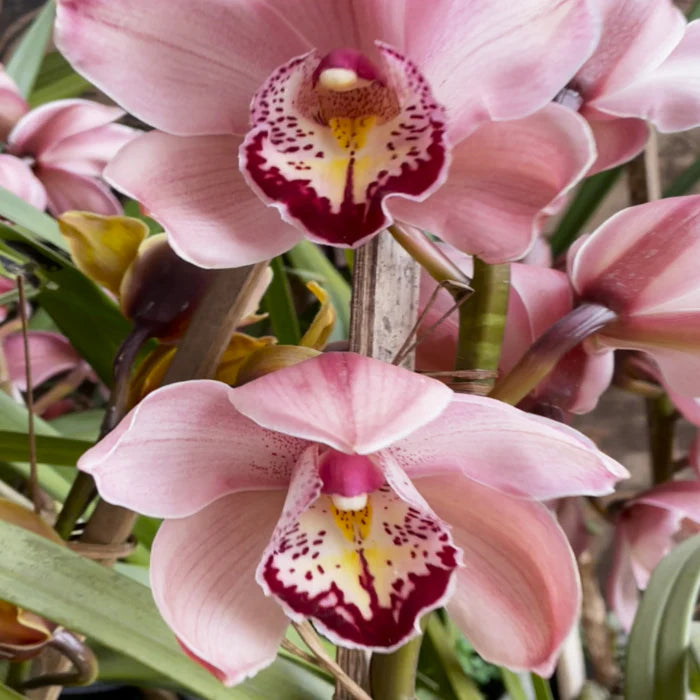 Cymbidium Orchid Flower Seeds for Planting  Seeds for Cultivating Beautiful Blooms in Your Garden