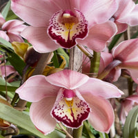 Cymbidium Orchid Flower Seeds for Planting  Seeds for Cultivating Beautiful Blooms in Your Garden