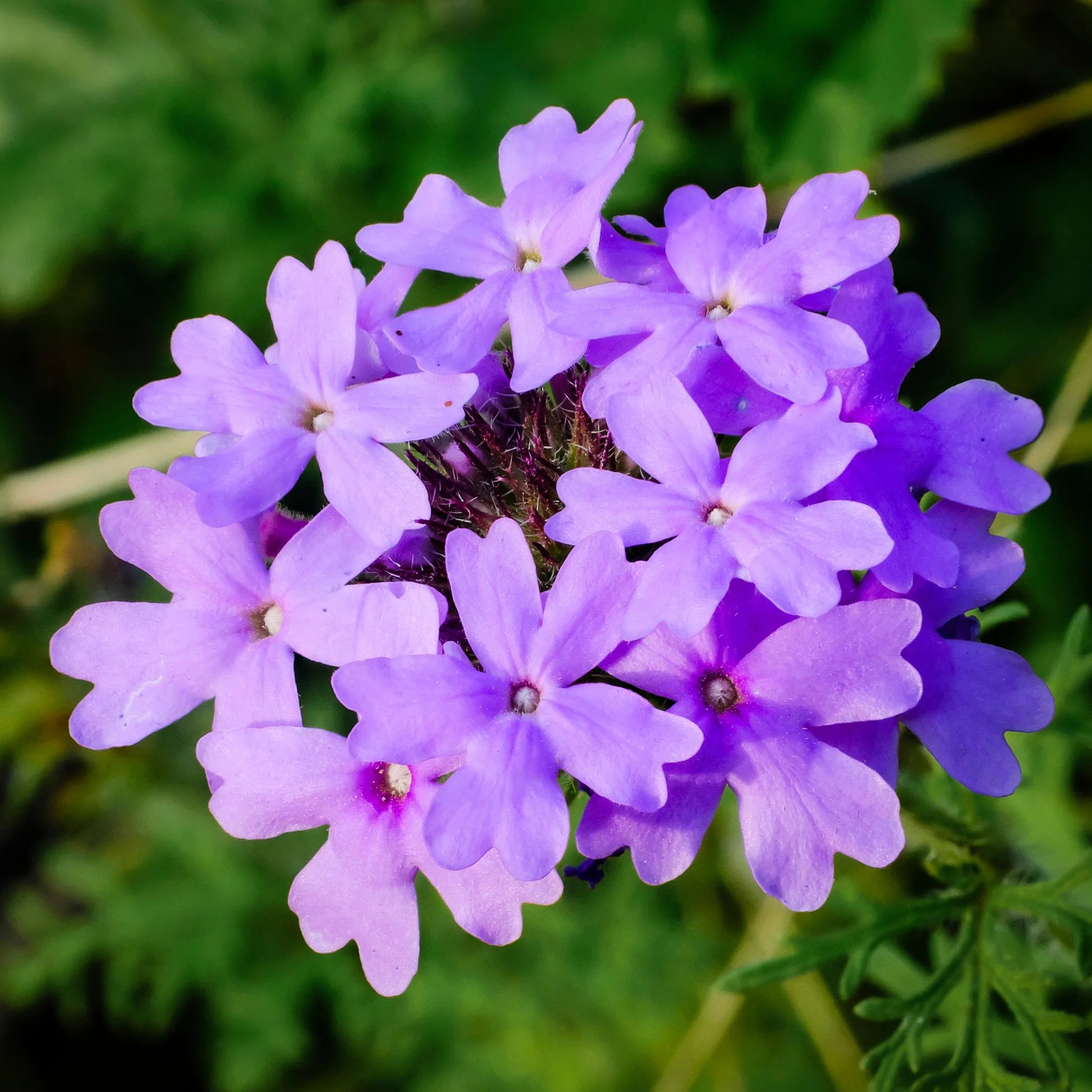 Violet Moss Verbena Flower seeds for Planting Shade Tolerant Heirloom & GMO Free Seeds for Home Garden
 
 Sale
