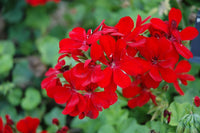 Red Pelargonium Peltatum Flower Seeds for Planting Hardy Variety Heirloom & GMO Free Seeds for Home Garden
 
 Sale