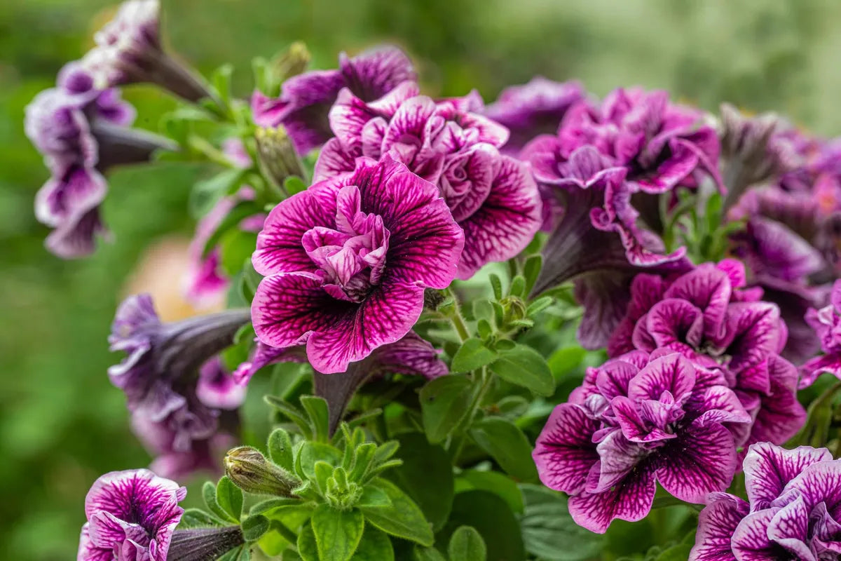 Multi-Flowered Double-Petal Petunia Seeds  Light Violet for Planting