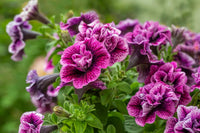 Multi-Flowered Double-Petal Petunia Seeds  Light Violet for Planting