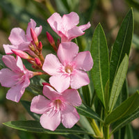 Nerium Flower seeds for Planting Vibrant Colors Heirloom & GMO Free Seeds for Home Garden 
 
 Sale