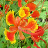 Barbados Flower seeds for Planting Perfect for Borders Heirloom & GMO Free Seeds for Home Garden