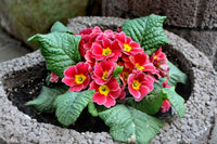 Red Primrose Flower Seeds Sun Loving Heirloom & GMO Free Seeds for Home Garden
 
 Sale