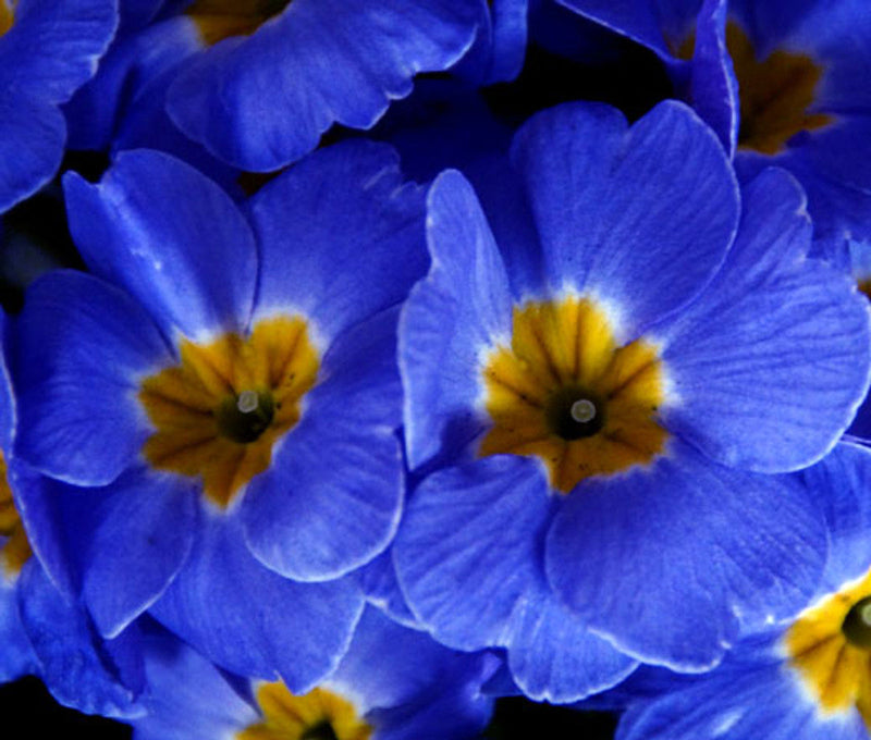 Blue (Blue Evening) seeds for planting in home garden
