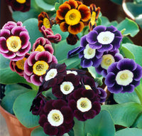Ornamental Auricula Primrose black flowering plant