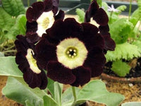 Primula Auricula Black flower seeds for planting
