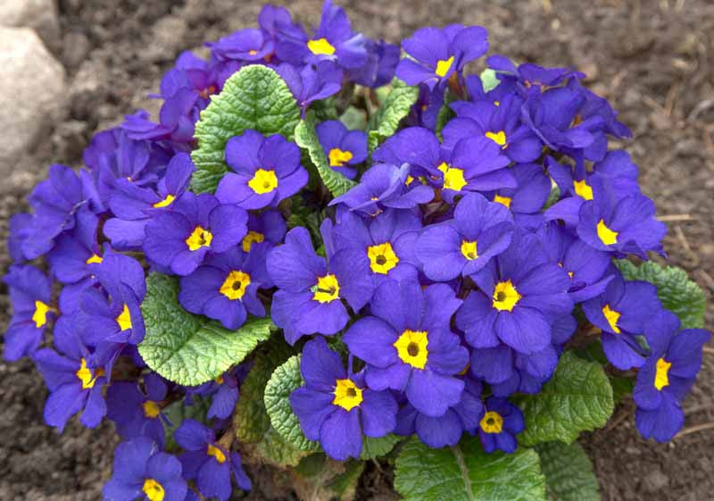 Blue Cobalt Primrose Flower seeds for Planting Garden Favorite Heirloom & GMO Free Seeds for Home Garden 
 
 Sale
