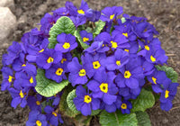 Blue Cobalt Primrose Flower seeds for Planting Garden Favorite Heirloom & GMO Free Seeds for Home Garden 
 
 Sale