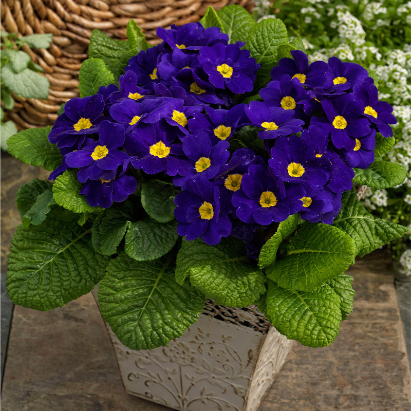Primula Malacoides Blue Yellow Flower seeds for Planting - Low Maintenance, Heirloom & GMO Free Seeds for Home Garden