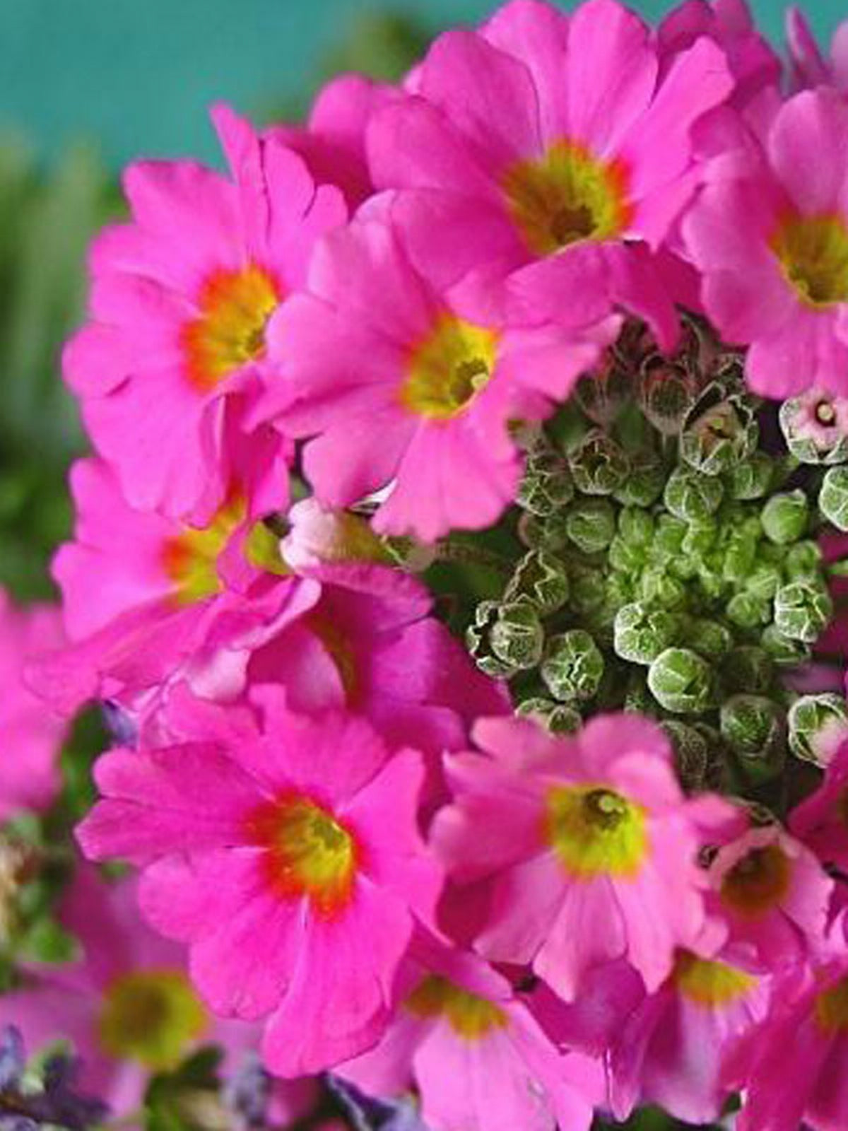 Pink Red Primula Malacoides Flower seeds for Planting Shade Tolerant Heirloom & GMO Free Seeds for Home Garden
