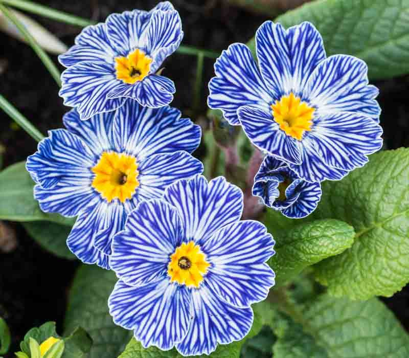 Blue Zebra Primula Flower seeds for Planting - Compact Growth, Heirloom & GMO Free Seeds for Home Garden