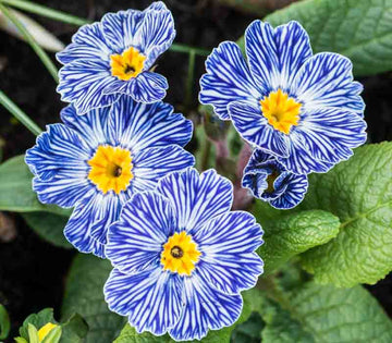 Blue Zebra Primula Flower seeds for Planting - Compact Growth, Heirloom & GMO Free Seeds for Home Garden