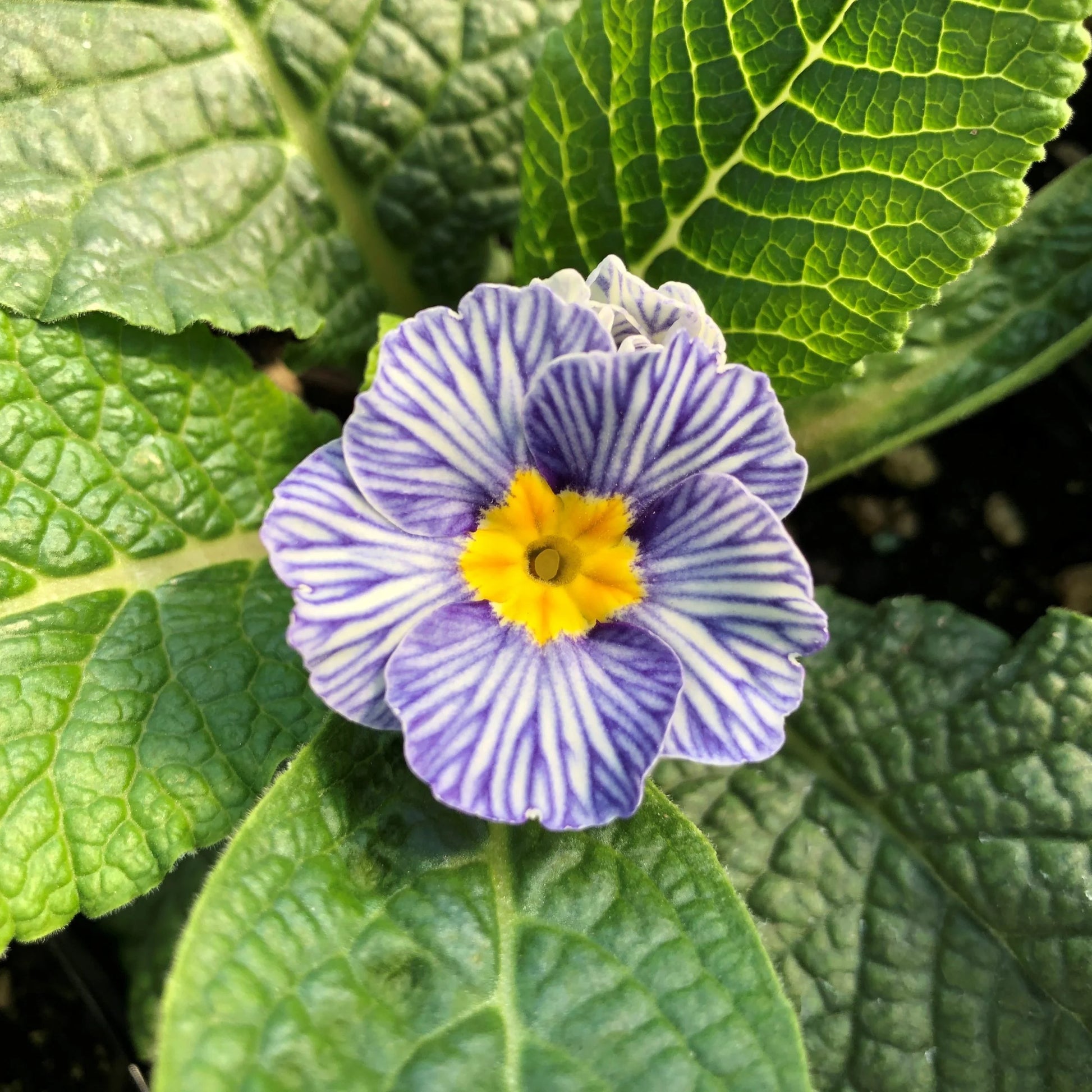 Primula Acaulis Light Blue Seeds for Planting - European Flower Seeds