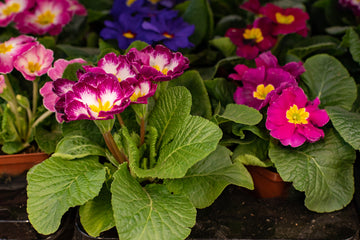 Pink Red Primula Malacoides Flower seeds for Planting Shade Tolerant Heirloom & GMO Free Seeds for Home Garden