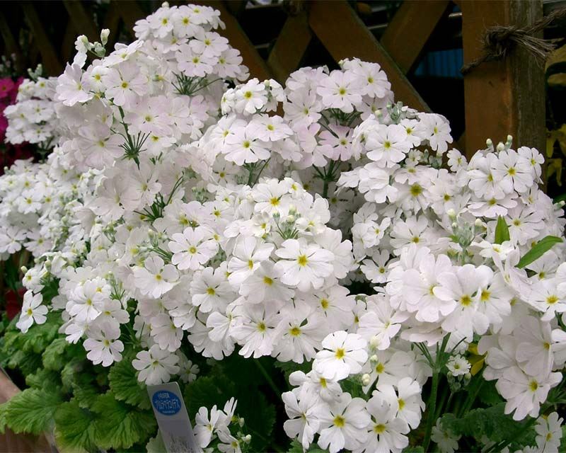 Mixed Malacoides Flower seeds for Planting - Seasonal Bloomer, Heirloom & GMO Free Seeds for Home Garden